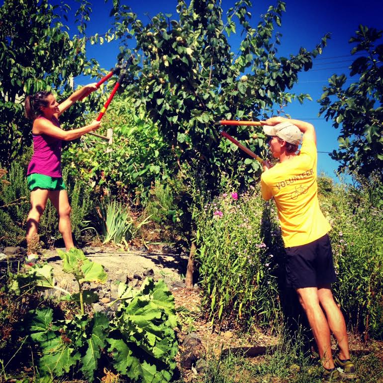 Photo 2 from Portland Fruit Tree Project